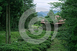 Tea garden and cabins in the forest in Lushan Mountain, China.