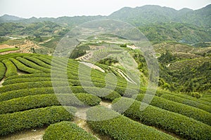 Beautiful sightseeing tea garden.