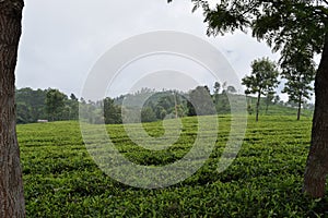 Tea Garden in Connor