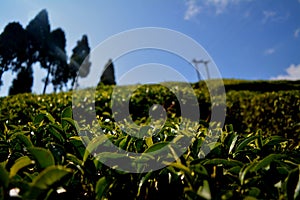 Tea Garden Darjeeling