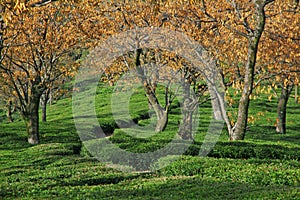 Tea Garden Estates of Kangra India