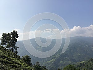 Tea garden and far view of mountain near tea plantion area green place to to enjoy,love the nature and we can get more out of it.