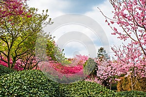 A tea garden full of cherry blossoms in spring