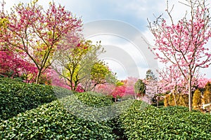 A tea garden full of cherry blossoms in spring