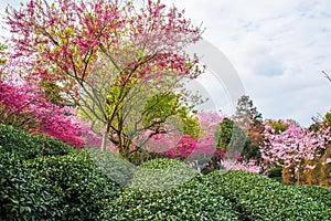 A tea garden full of cherry blossoms in spring