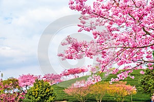 A tea garden full of cherry blossoms in spring