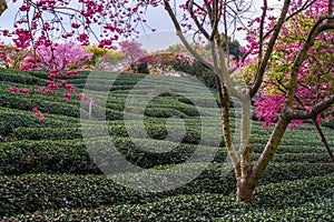 A tea garden full of cherry blossoms in spring