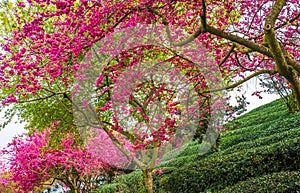 A tea garden full of cherry blossoms in spring