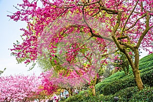 A tea garden full of cherry blossoms in spring