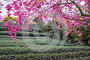 A tea garden full of cherry blossoms in spring