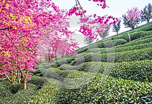 A tea garden full of cherry blossoms in spring