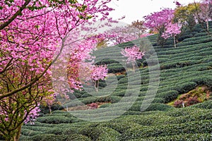 A tea garden full of cherry blossoms in spring