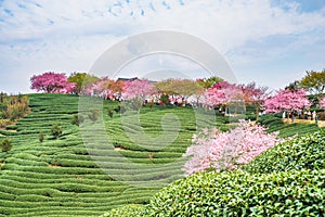 A tea garden full of cherry blossoms in spring