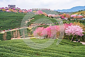 A tea garden full of cherry blossoms in spring