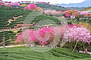 A tea garden full of cherry blossoms in spring