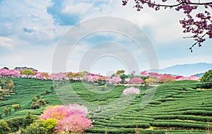 A tea garden full of cherry blossoms in spring