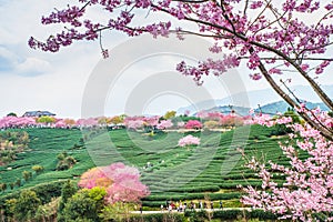 A tea garden full of cherry blossoms in spring