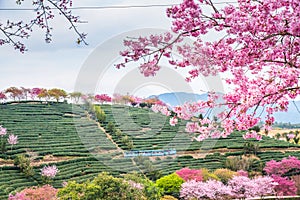 A tea garden full of cherry blossoms in spring