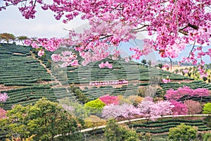 A tea garden full of cherry blossoms in spring