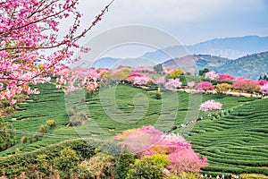 A tea garden full of cherry blossoms in spring