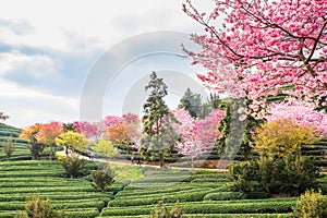A tea garden full of cherry blossoms in spring
