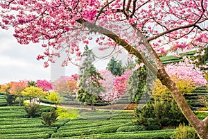 A tea garden full of cherry blossoms in spring