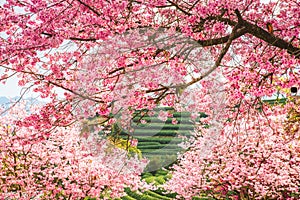 A tea garden full of cherry blossoms in spring