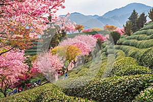 A tea garden full of cherry blossoms in spring