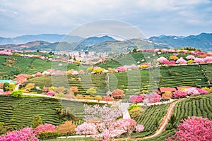 A tea garden full of cherry blossoms in spring