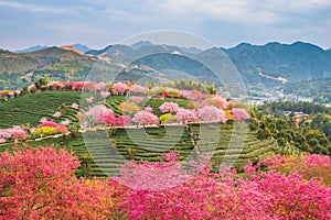 A tea garden full of cherry blossoms in spring