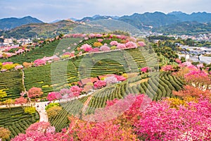 A tea garden full of cherry blossoms in spring