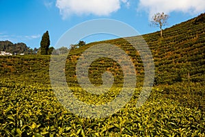 Tea garden in the highlands in darjeeling india