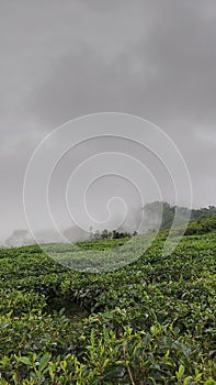 Tea garden Leafbackground With black clouds