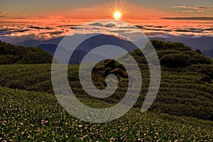 Tea garden and mountains cloudscape scenery in fog at sunrise,