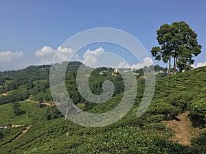 Tea garden and natural beauty of environmental cleanness.