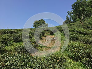 Tea garden and natural beauty of environmental cleanness. photo