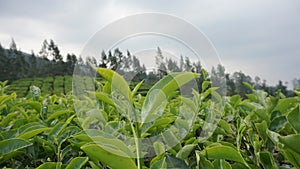 Tea garden nature landscape in West Java Indonesia 1111 photo
