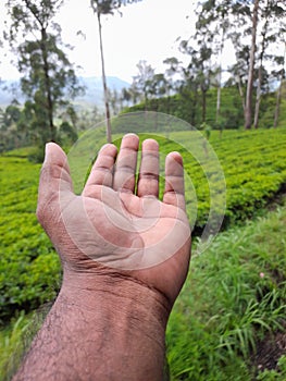 Tea garden near the Badulla railway