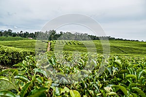 Tea Garden in North Sumatera