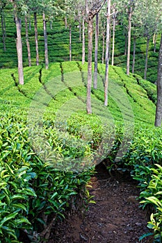 Tea Garden Path