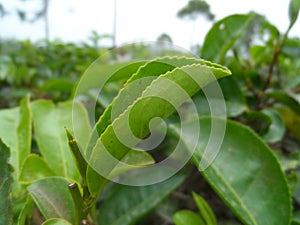 picking tealeaf in the tea garden photo