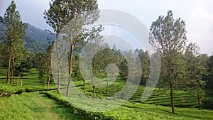 Tea garden in puncak bogor