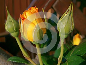 Tea garden roses near the fence in the garden.