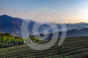 Tea garden scenery in fog at sunset photo