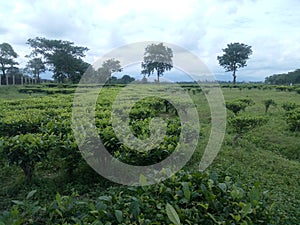 Tea Garden siliguri