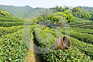 Tea garden