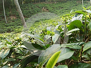 tea-garden of sri lankan natural photos