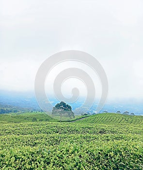 Tea garden in sumatera