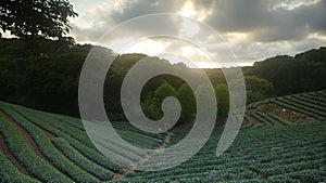 Tea garden sunset in the summer time with nice background view