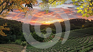 Tea garden sunset in the summer time with nice background view
